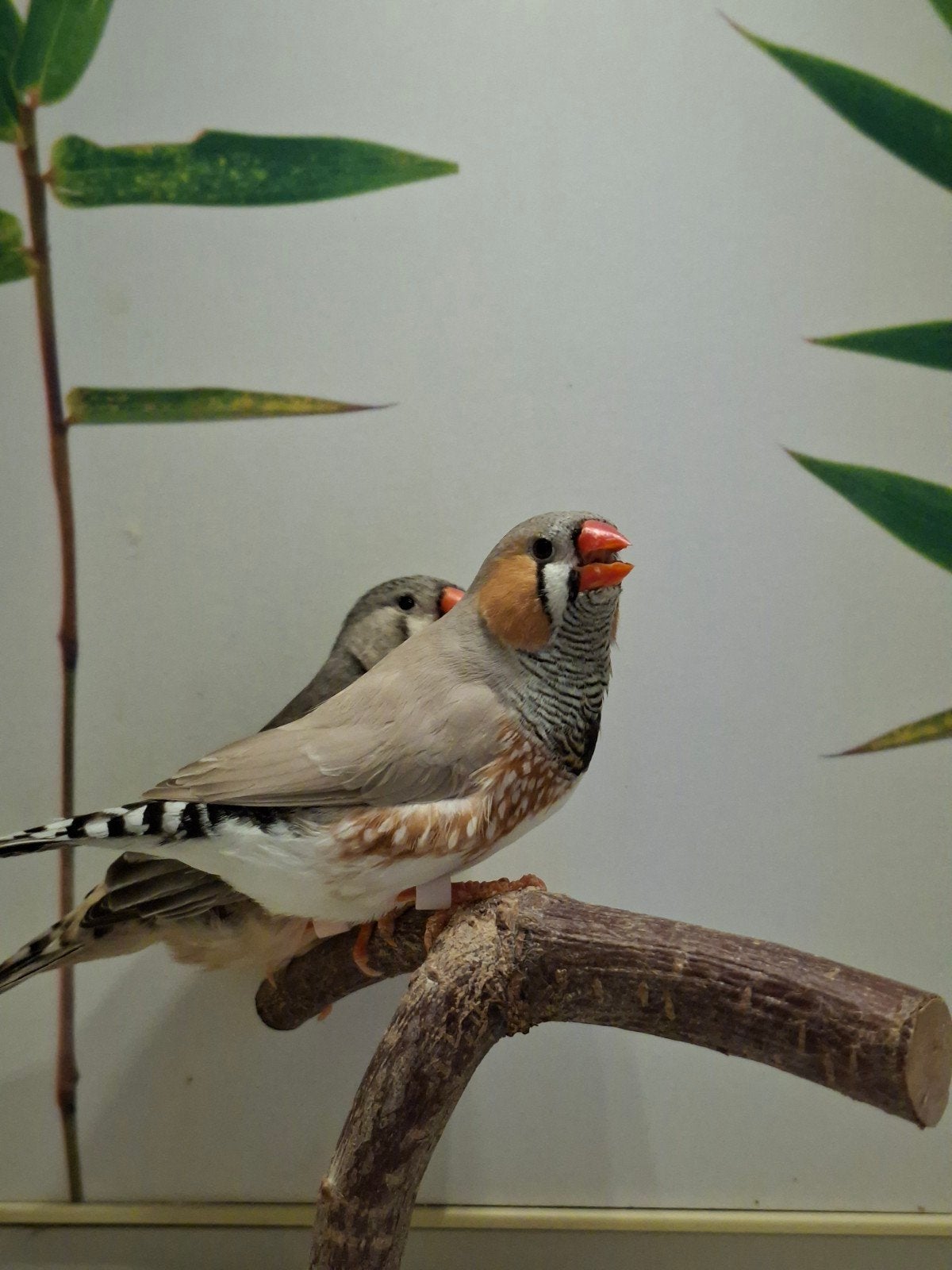 oranje borst koppel 1, Meerdere dieren, Tropenvogel, Geringd