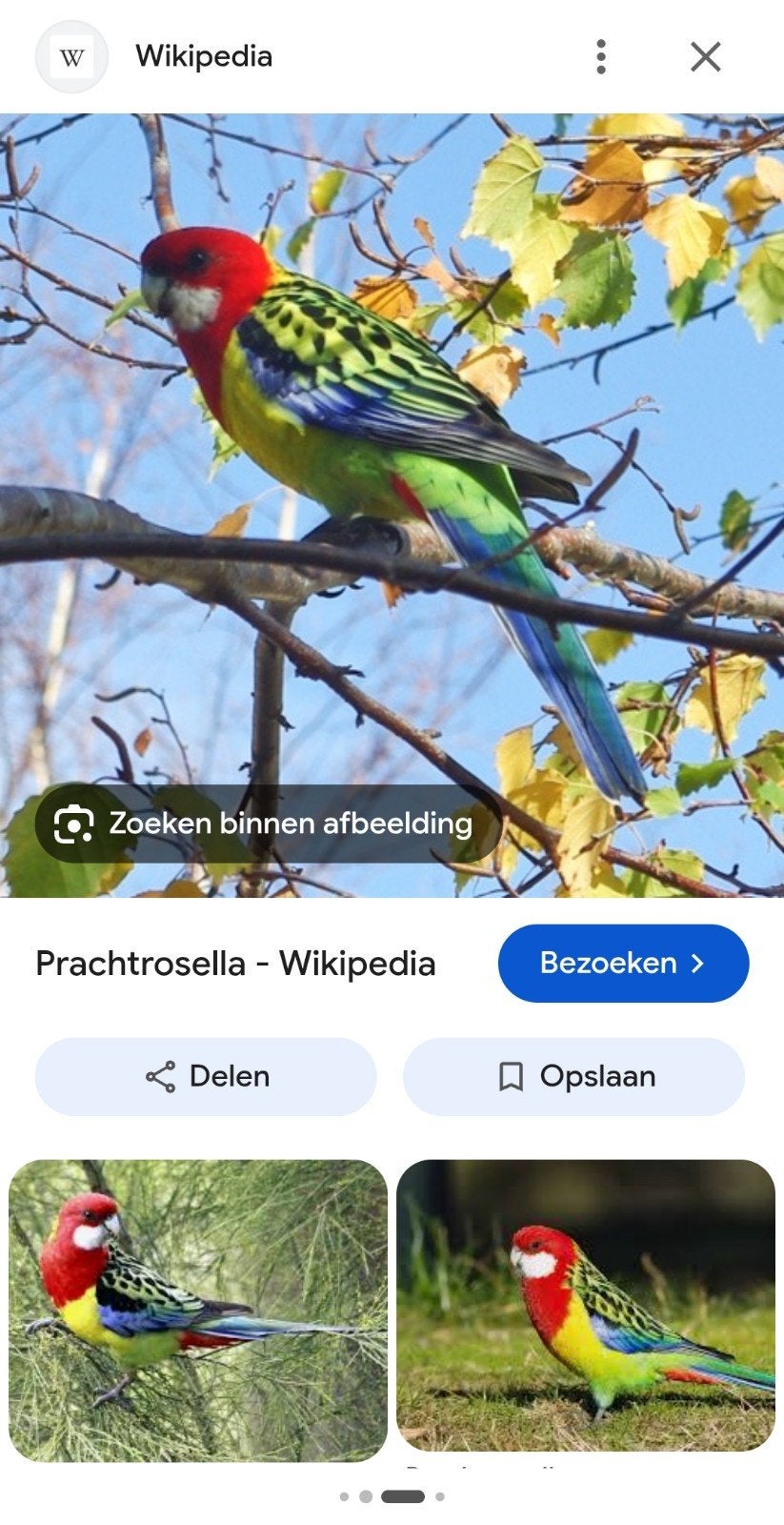 gezocht  rosella's