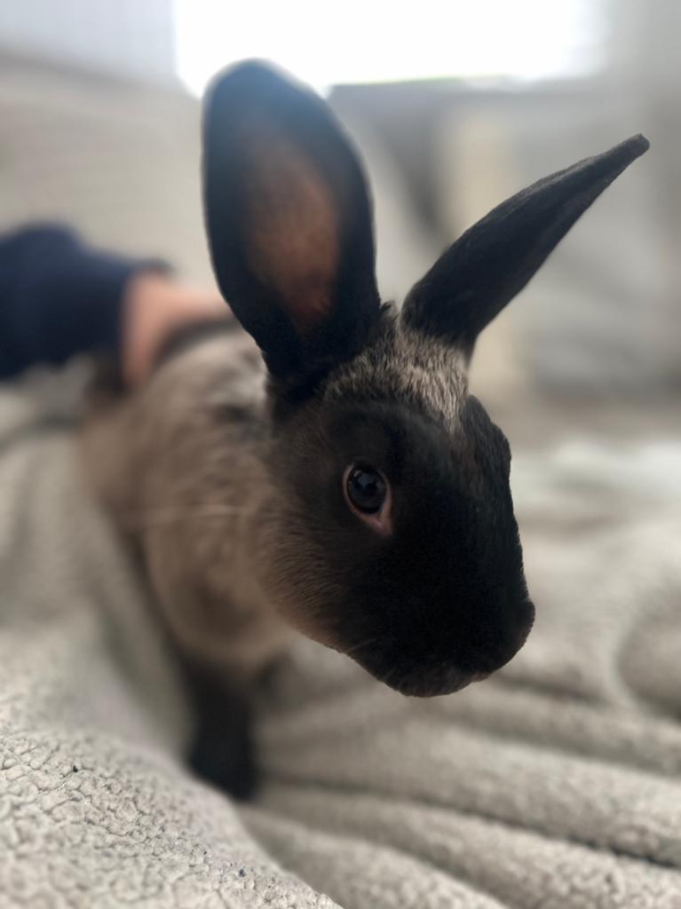 Konijn Fiffy te koop met hok en toebehoren, Dieren en Toebehoren, Konijnen, Vrouwelijk