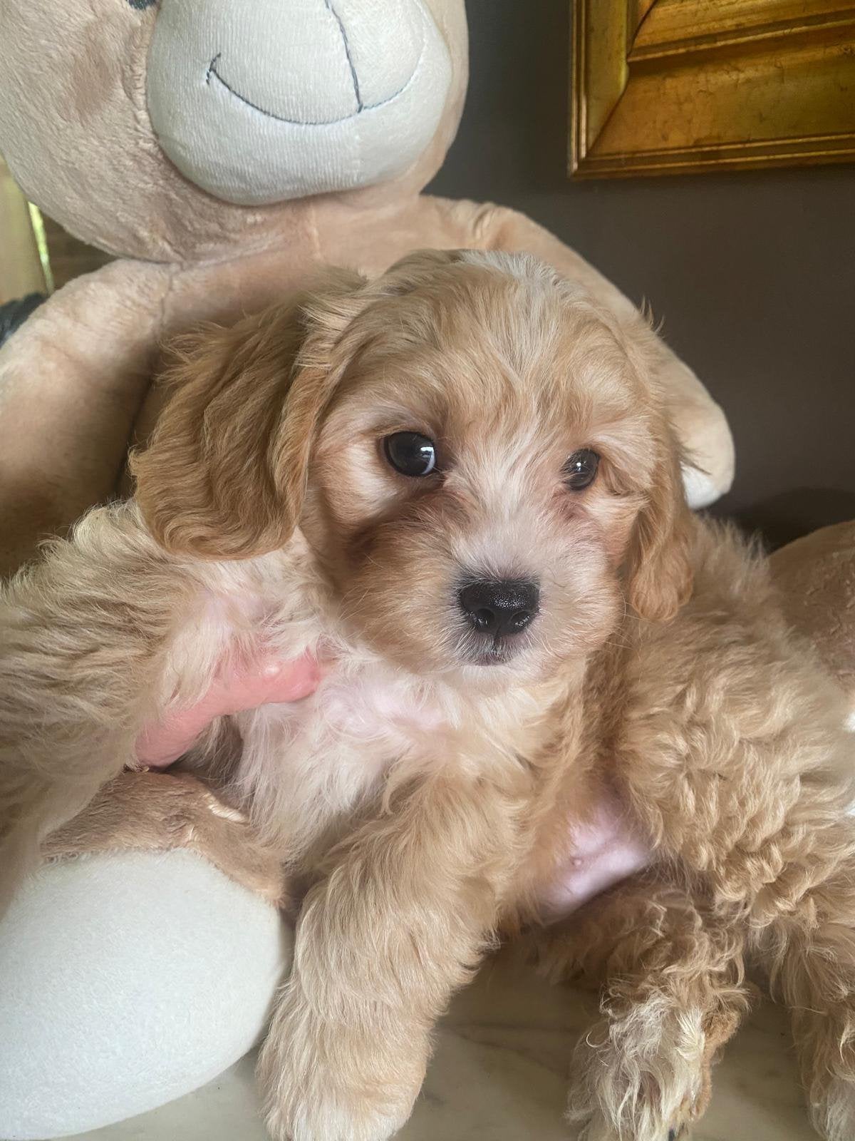 Prachtige Maltipoo pups, Overige rassen, CDV (hondenziekte), 8 tot 15 weken, Meerdere