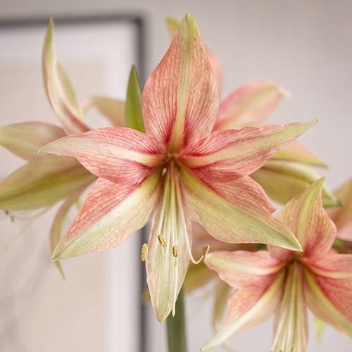 Amaryllis bol ‘Dance Valley nieuw soort topmans en voordelig, Ophalen of Verzenden