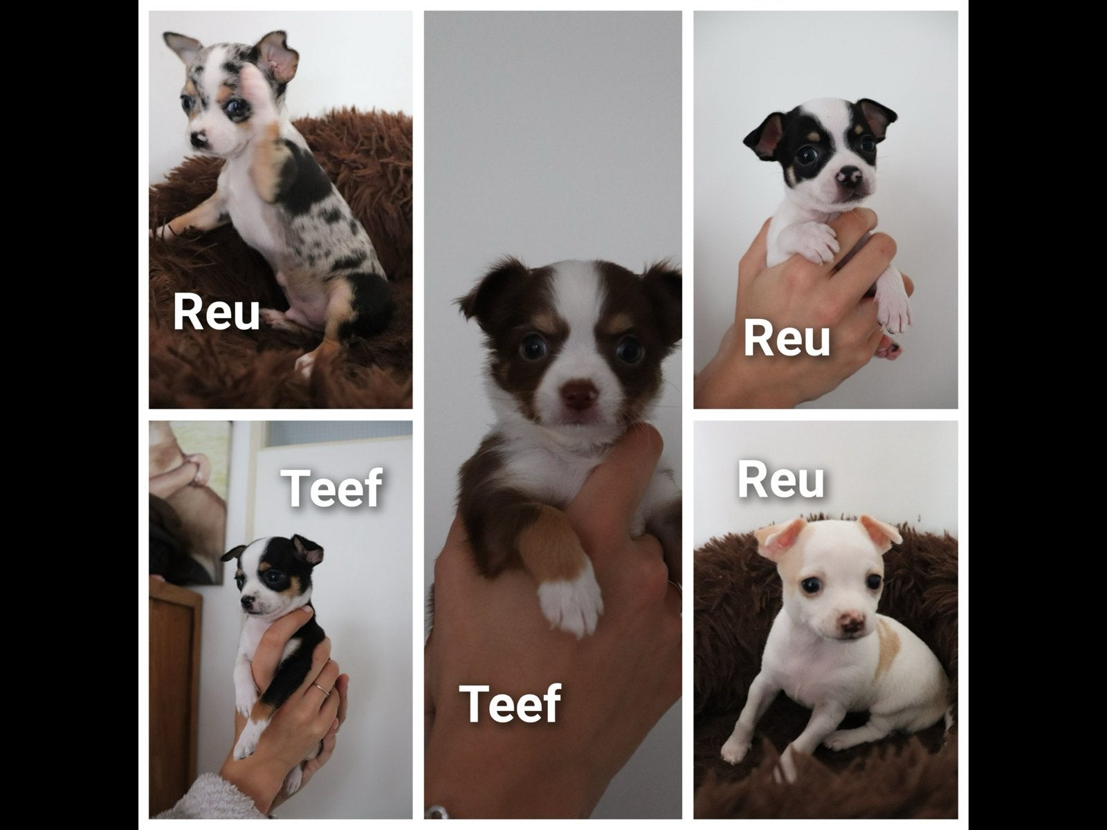 Chihuahua pups, Dieren en Toebehoren, Honden | Chihuahua's en Gezelschapshonden, 8 tot 15 weken, Parvo, Meerdere, Meerdere dieren