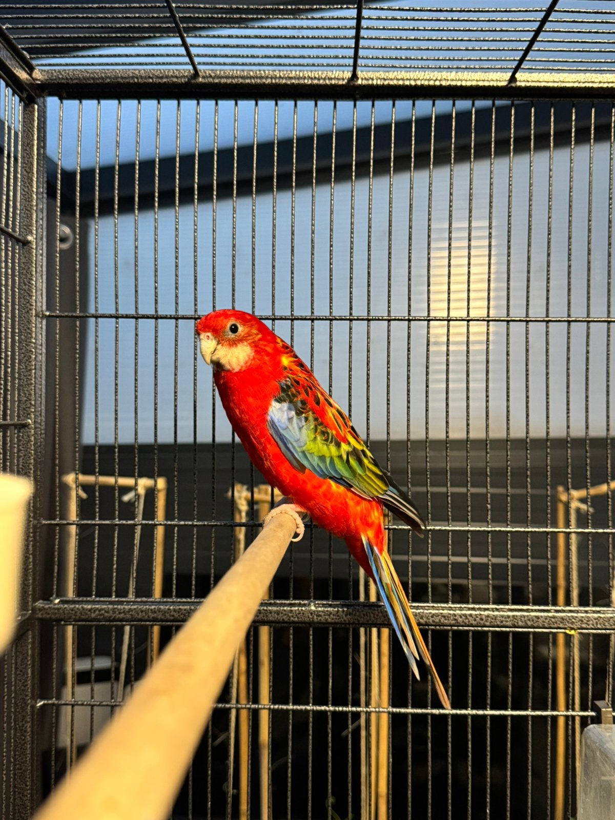 Stanley rosella, Geslacht onbekend, Parkiet