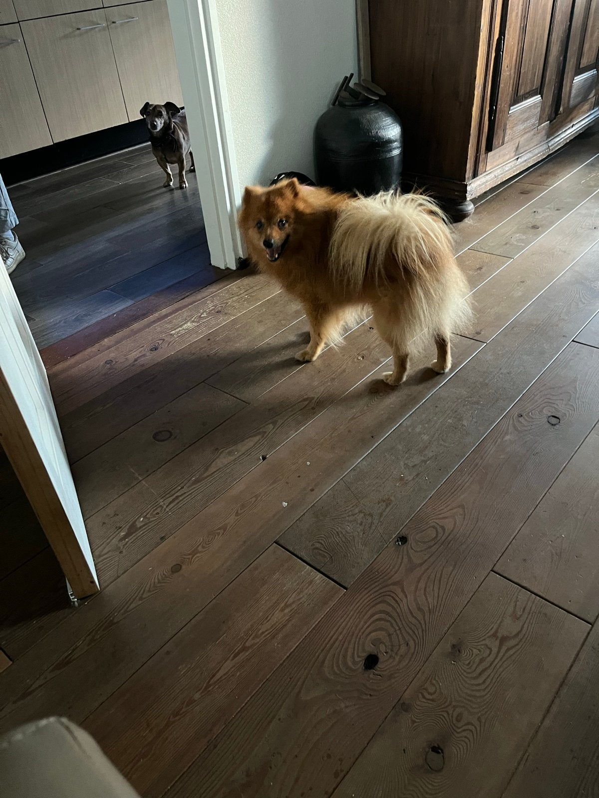 kleine keeshond, Dieren en Toebehoren, 6 jaar of ouder, Reu, Eén hond, Middel