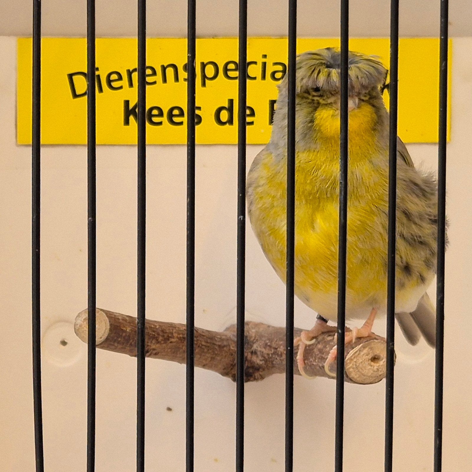 gloster man, Mannelijk, Kleurkanarie