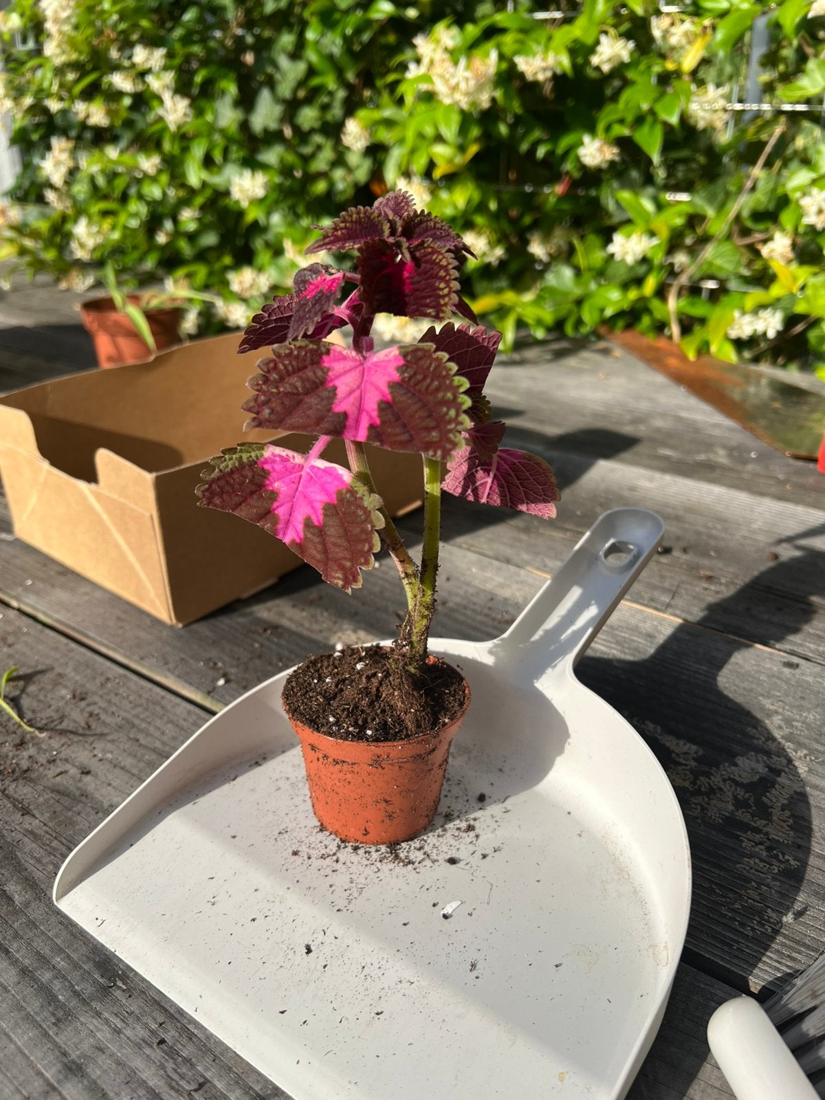 Roze netel, Ophalen, Halfschaduw, Minder dan 100 cm