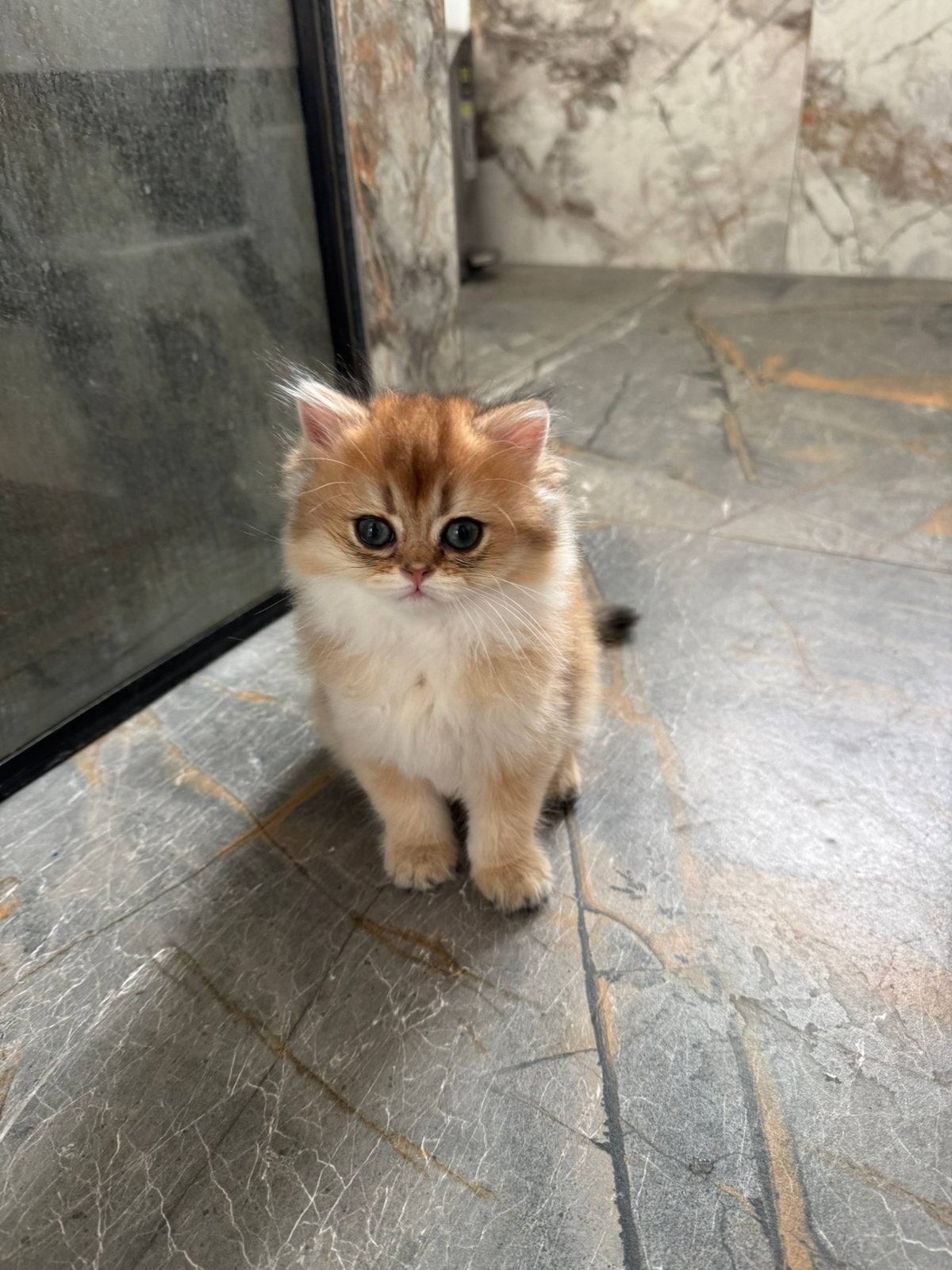 britse korthaar, Dieren en Toebehoren, Katten en Kittens | Raskatten | Langhaar, Poes