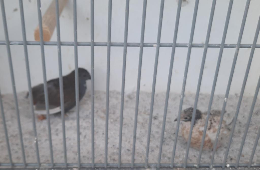 Koppel chinese dwerg kwartels, Meerdere dieren, Tropenvogel