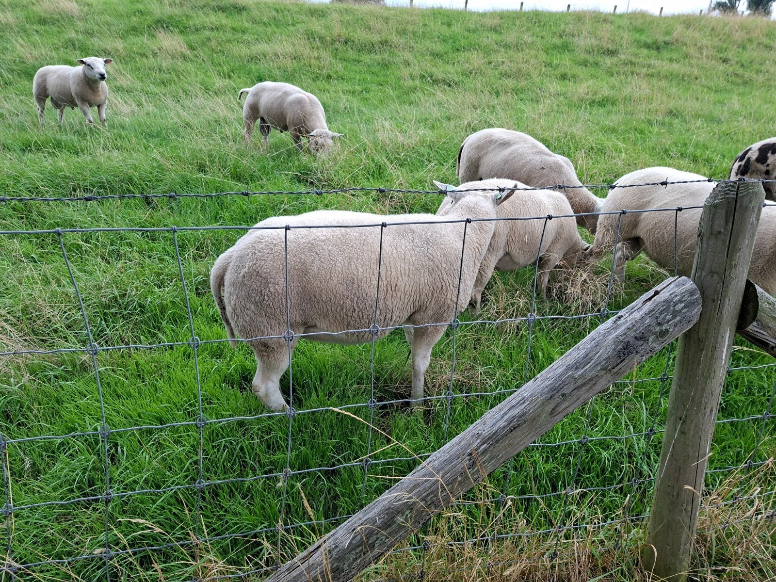 Dekrammen Witte Texelaar met ruime ontwikkeling, Dieren en Toebehoren, Mannelijk, Schaap