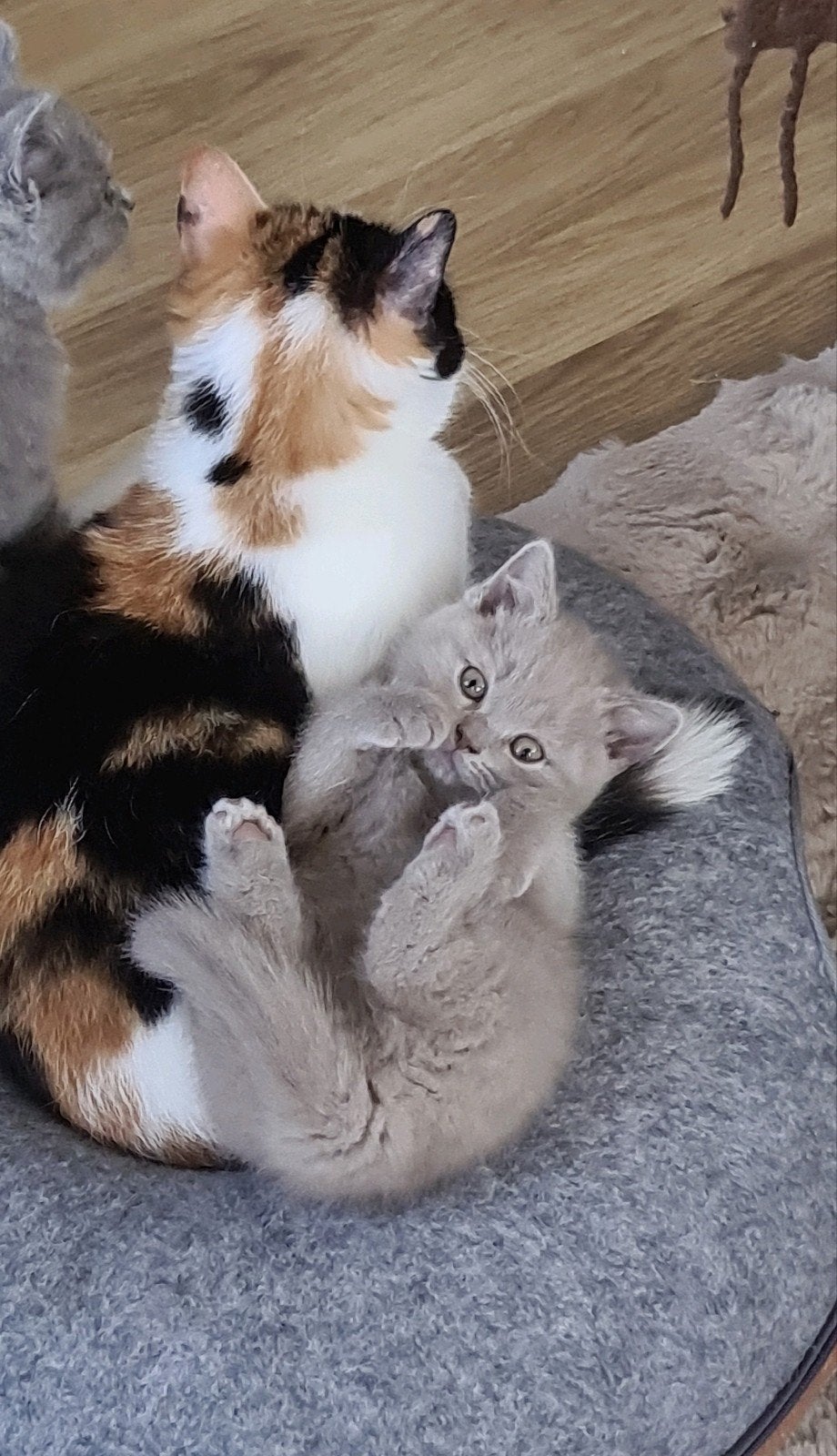 Raszuivere Britse Korthaar katten, Dieren en Toebehoren, Meerdere dieren