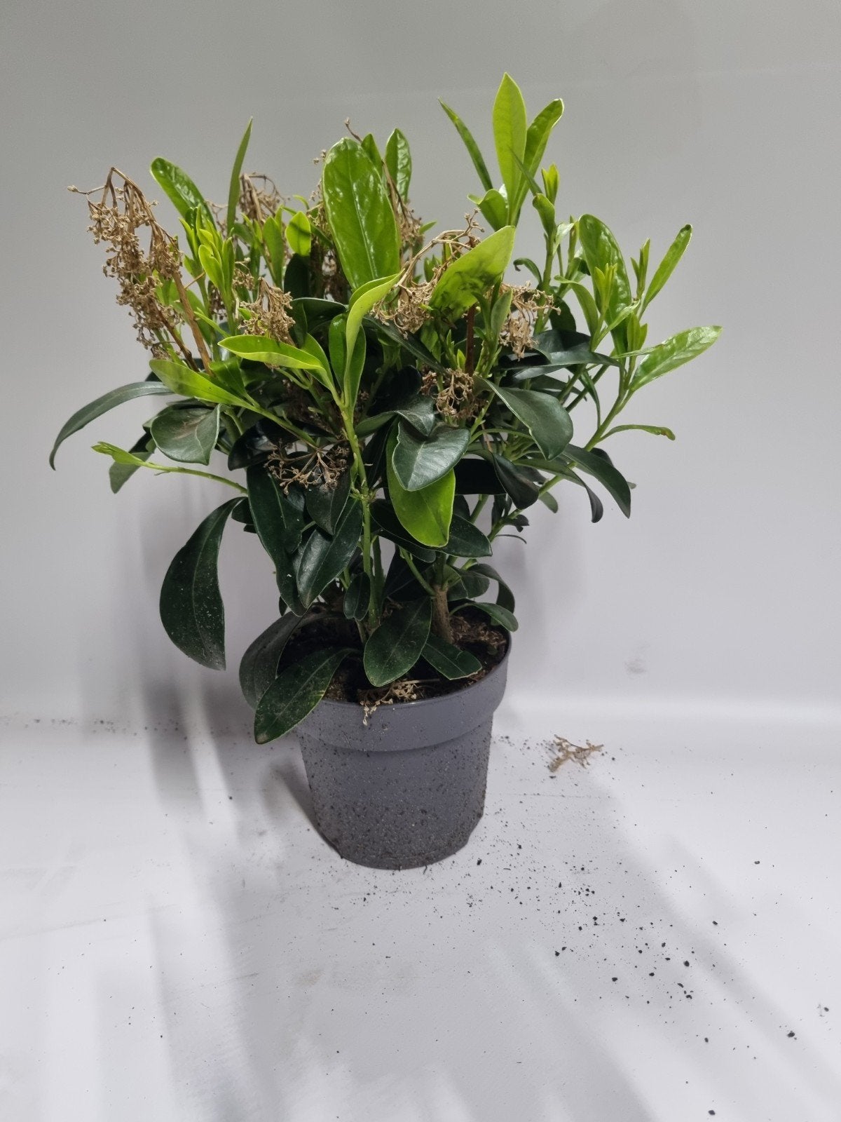 Skimmia te koop, Ophalen, Overige soorten, Minder dan 100 cm