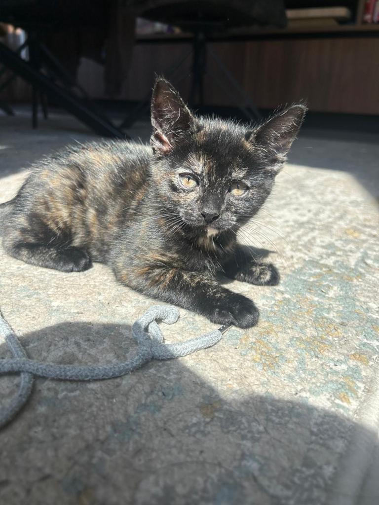 Kitten 9 weken, Dieren en Toebehoren, Katten en Kittens | Overige Katten, Poes