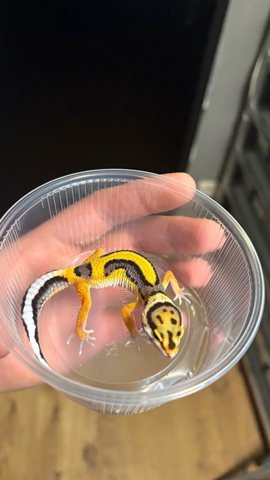 0.1 firebold cross luipaardgekko, Dieren en Toebehoren, Reptielen en Amfibieën, Hagedis, 0 tot 2 jaar