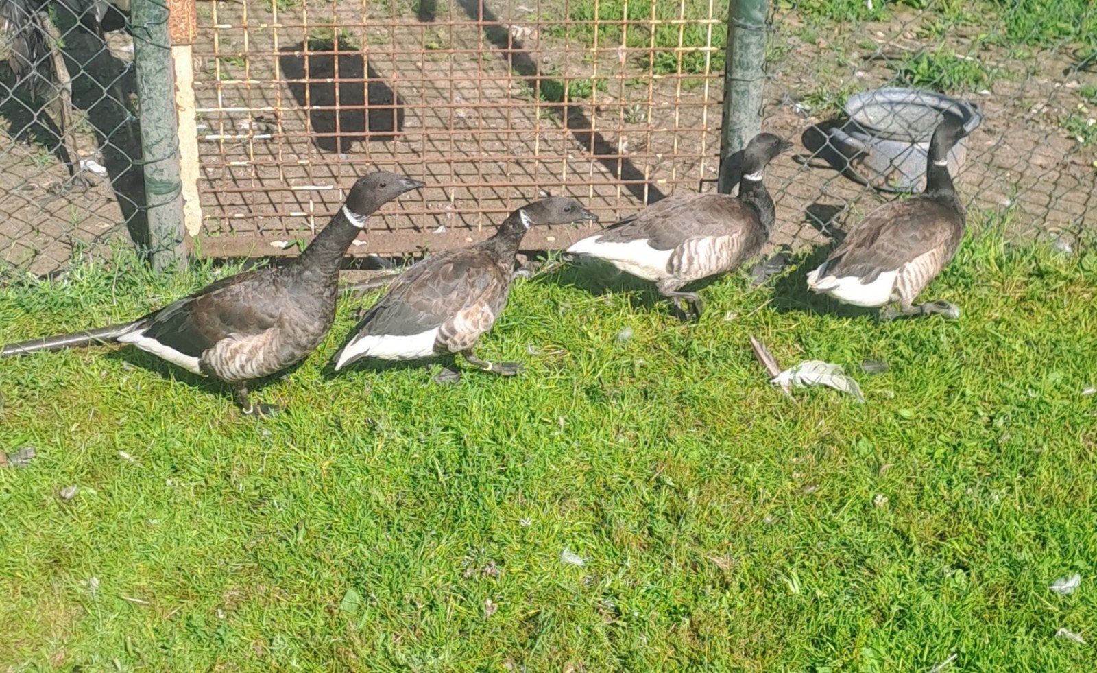 Pasific rotgans koppel, Meerdere dieren, Gans of Zwaan