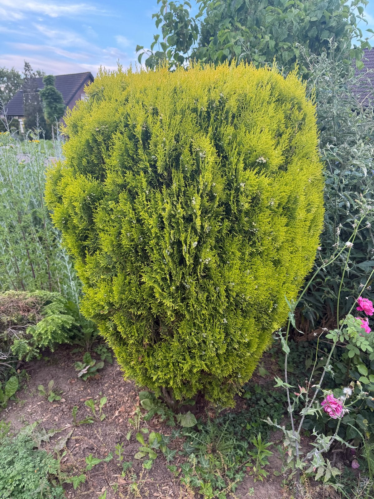 Conifeer met mooie kleur, Volle zon, Vaste plant, Bloeit niet, Ophalen