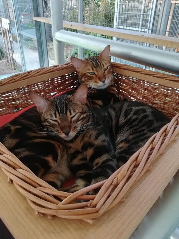 Herplaatsers 2 bengaalse katers met stamboom, Dieren en Toebehoren, Kater, Kortharig, 6 jaar of ouder