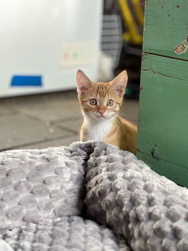 Mooie kittens te koop, Poes, Ontwormd, 0 tot 2 jaar