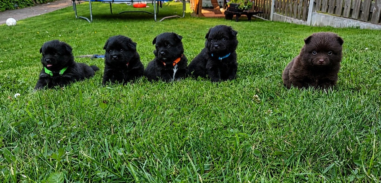 Knappe pomeriaan/boomer pups reutjes, Dieren en Toebehoren, Keeshond, Reu, 8 tot 15 weken, Meerdere
