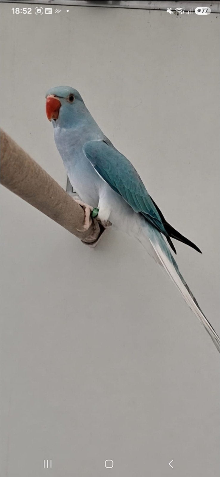 Aqua opaline turquoise bleekstaart Grijs aqua opaline, Dieren en Toebehoren, Meerdere dieren, Parkiet