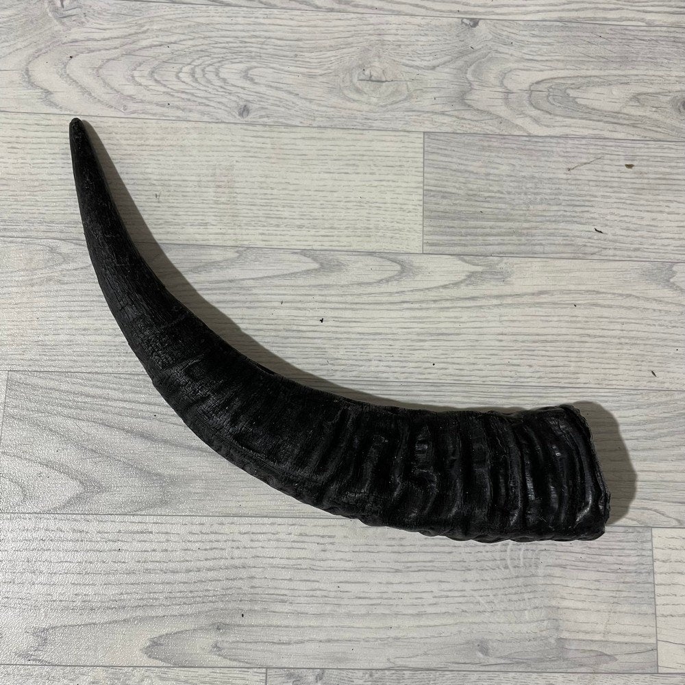 Waterbuffel hoorn los 55cm nr 302 | Lederstore, Ophalen of Verzenden, Nieuw, Boerderijdier, Gewei of Kop