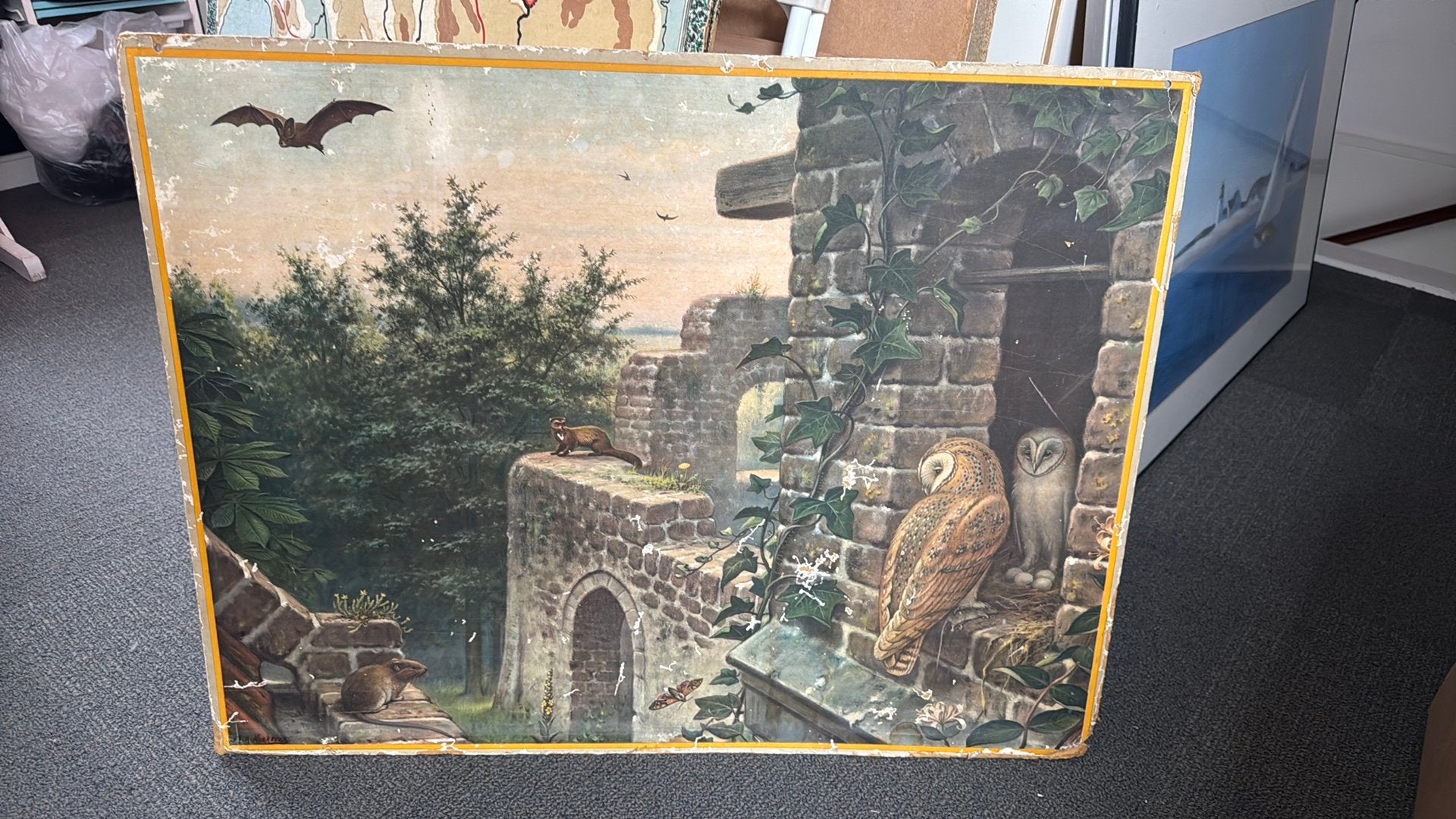 Kerkuilen op ruine / Duif, Ophalen