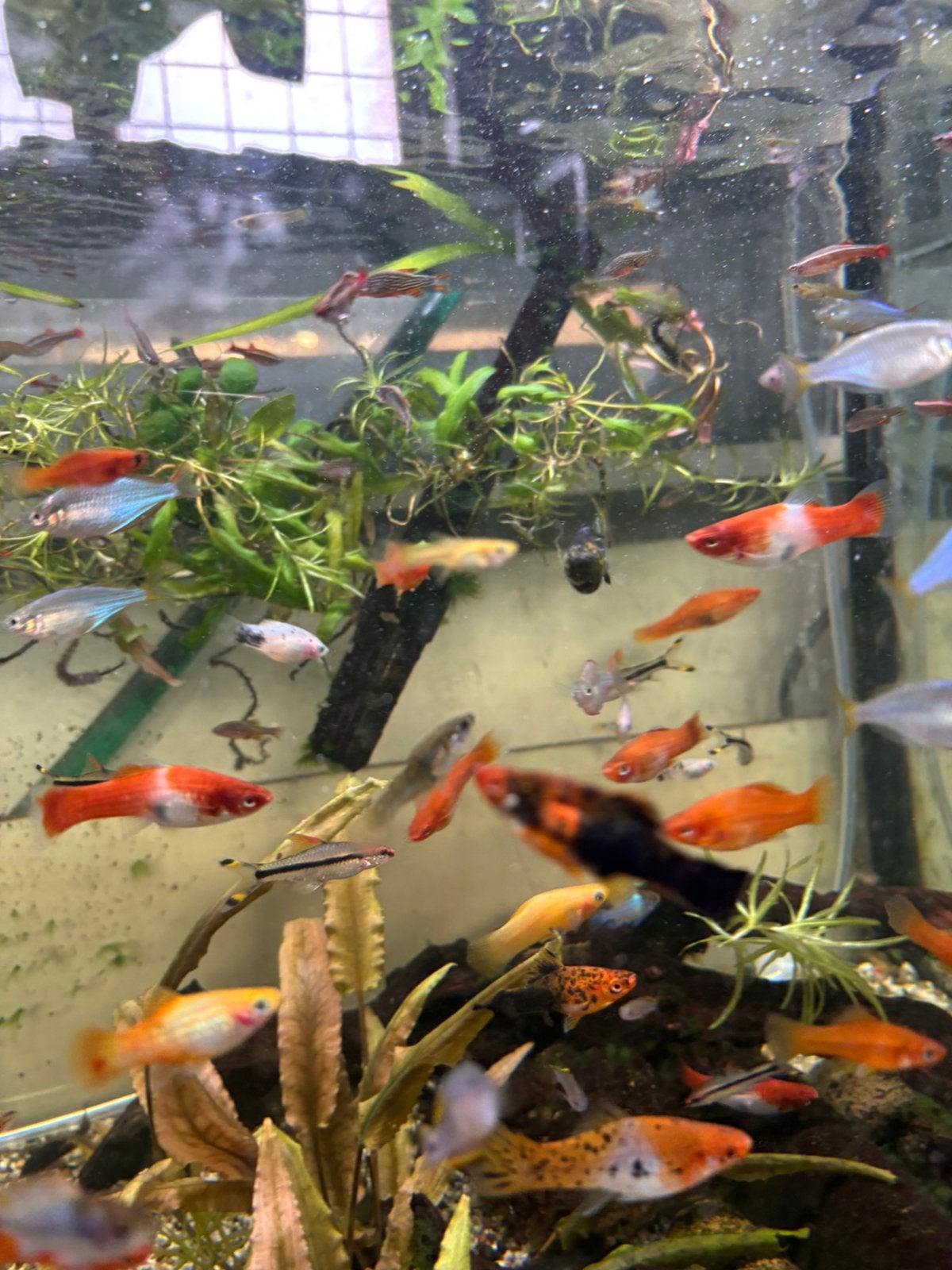 Melanotaenia praecox./diamantregenboogvis, Dieren en Toebehoren, Vis, Zoetwatervis, Schoolvis