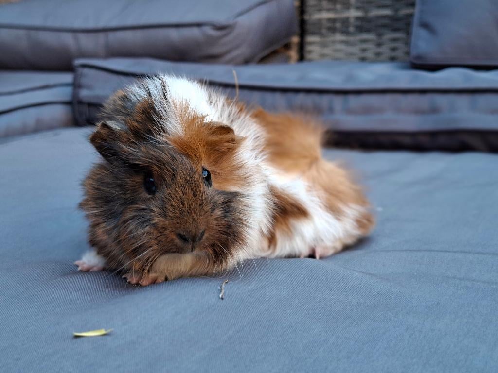 Cavia, Dieren en Toebehoren, Maart, Meerdere dieren, Cavia