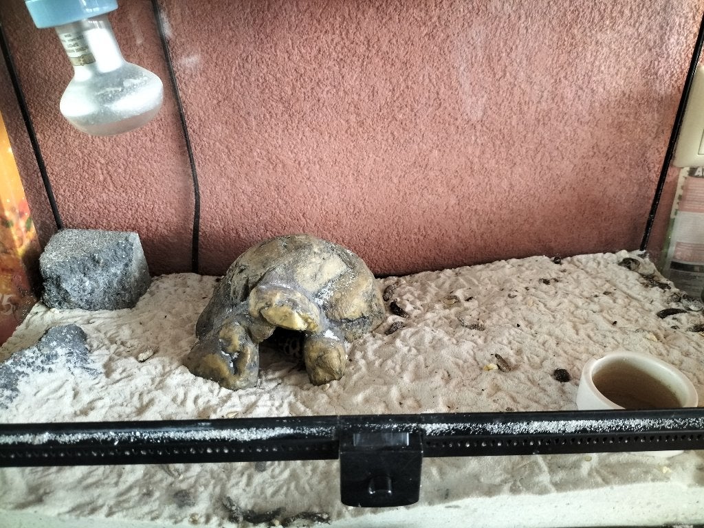 Luipaard gekko met terrarium Leopard Gecko photo 3