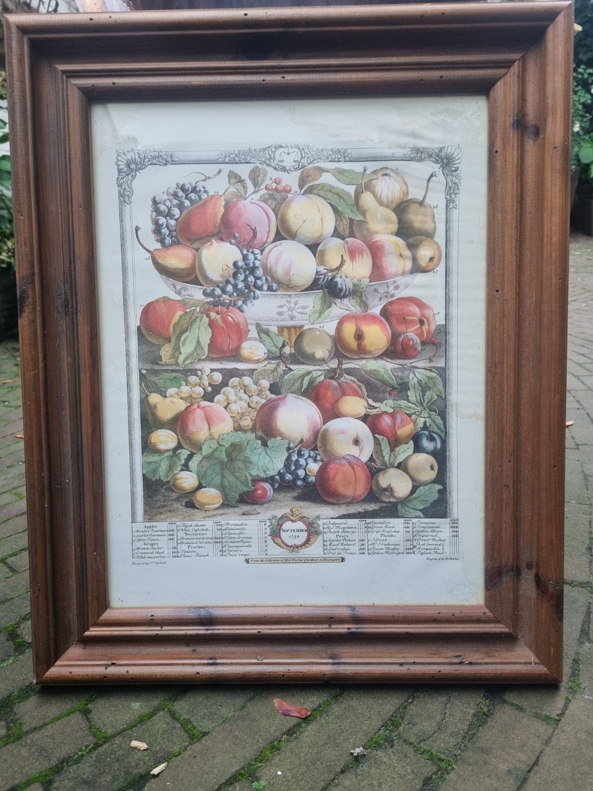 Antieke fruitprint in houten lijst - September, 50 – 75, Gebruikt, Ophalen of Verzenden, Print