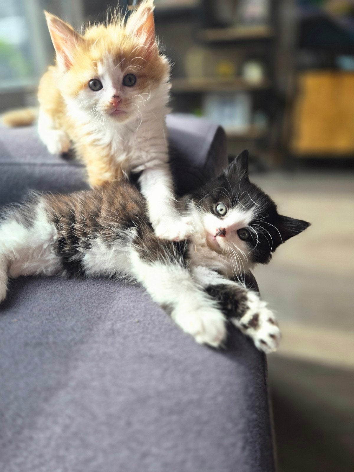 Maine coon kittens zoeken een hotel voor nieuwe avonturen, Dieren en Toebehoren, Katten en Kittens | Raskatten | Korthaar, Meerdere dieren