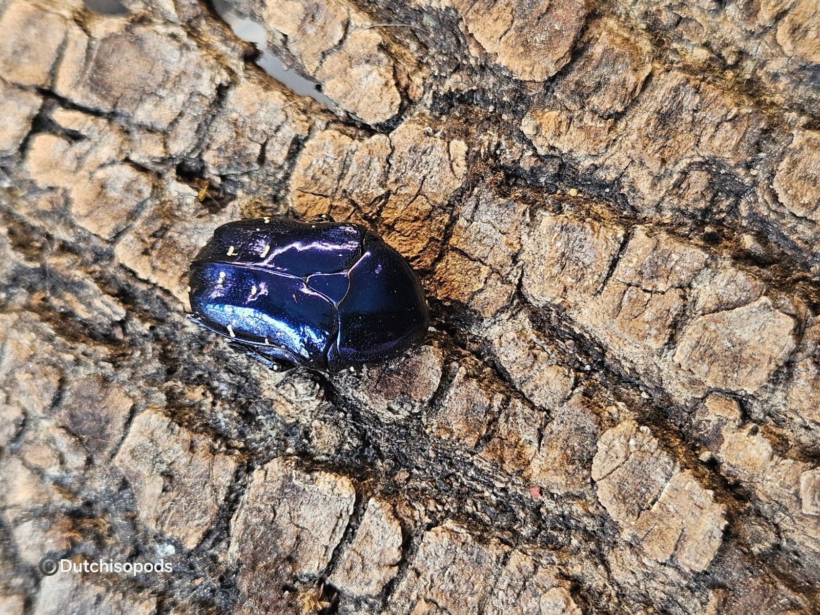 Div koppels kever en larven te koop/te ruil/gezocht, Dieren en Toebehoren, Insecten en Spinnen, Overige soorten