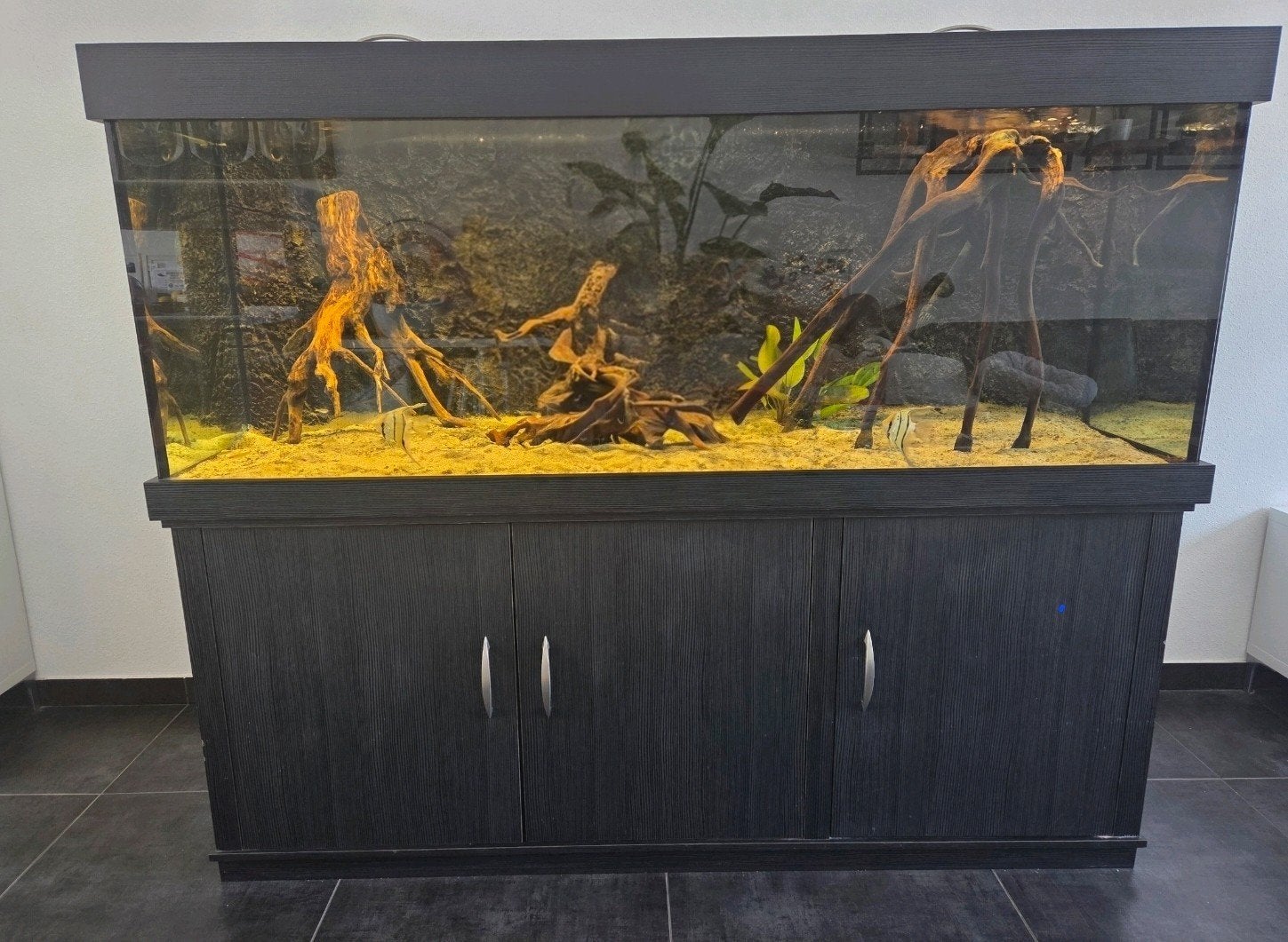 Compleet op maat gemaakt aquarium 170x70x60cm (lxbxh), Ophalen, Gebruikt, Overige merken, Gevuld zoetwateraquarium