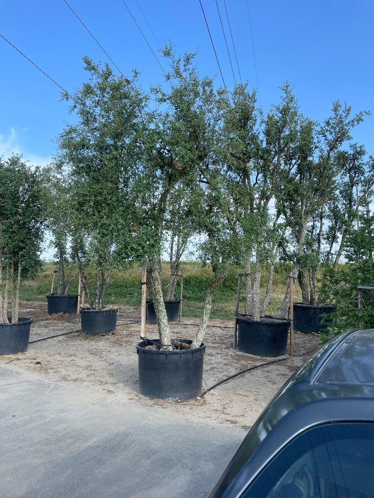 Quercus Suber 450/500, Tuin en Terras, Overige soorten, Zomer, 400 cm of meer, Ophalen