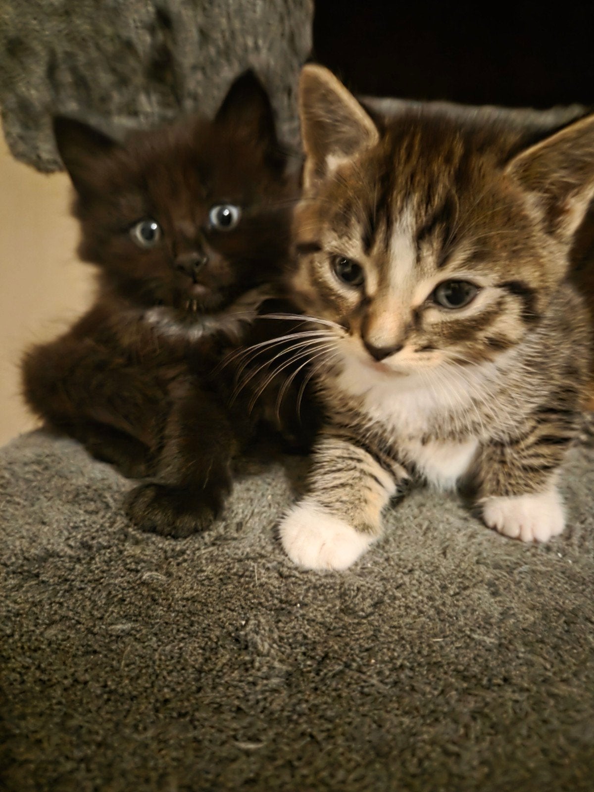 kittens half birmaan❤️, Meerdere dieren