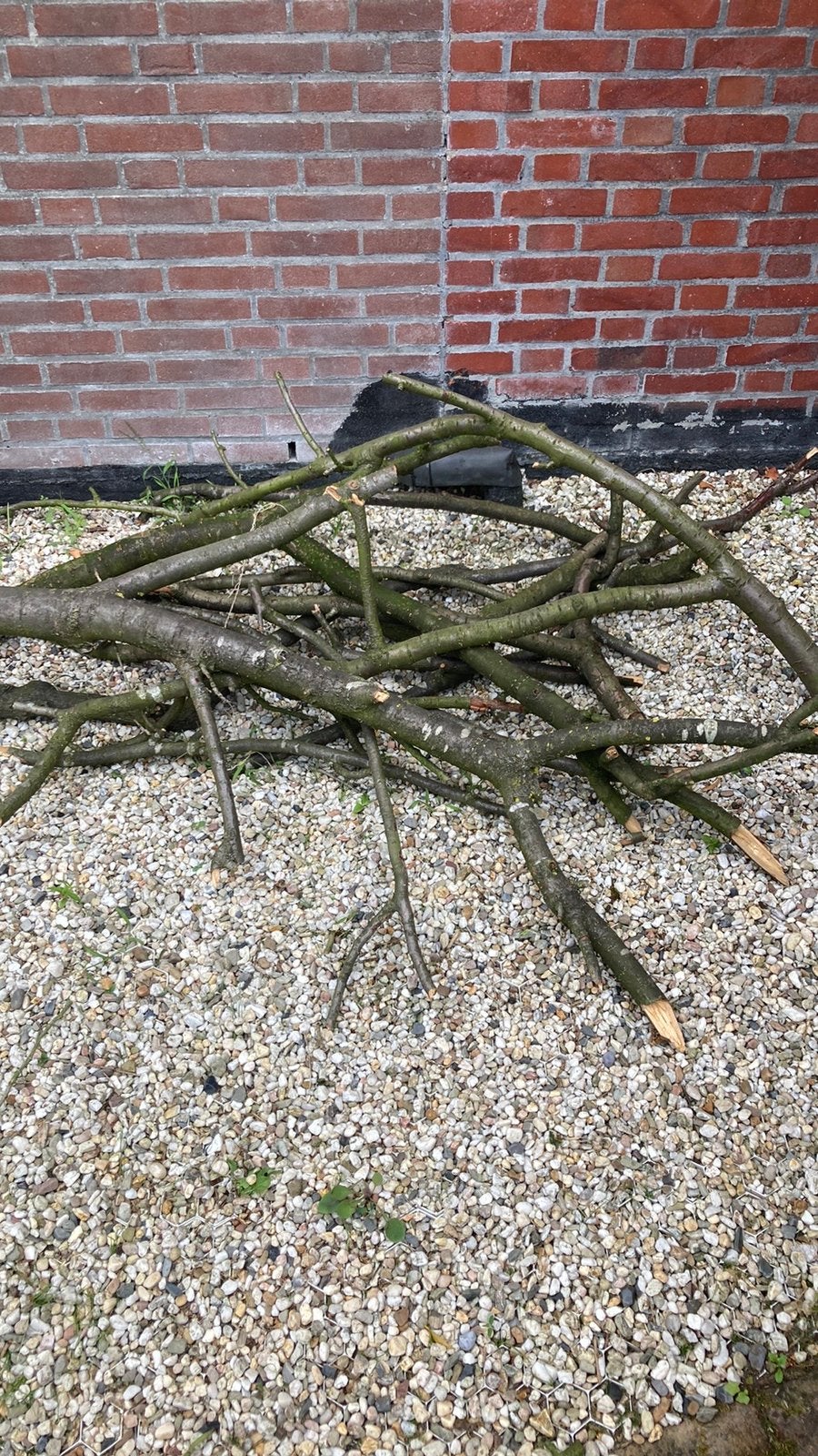 Haardhout gratis Japanse kers, Minder dan 3 m³, Ophalen