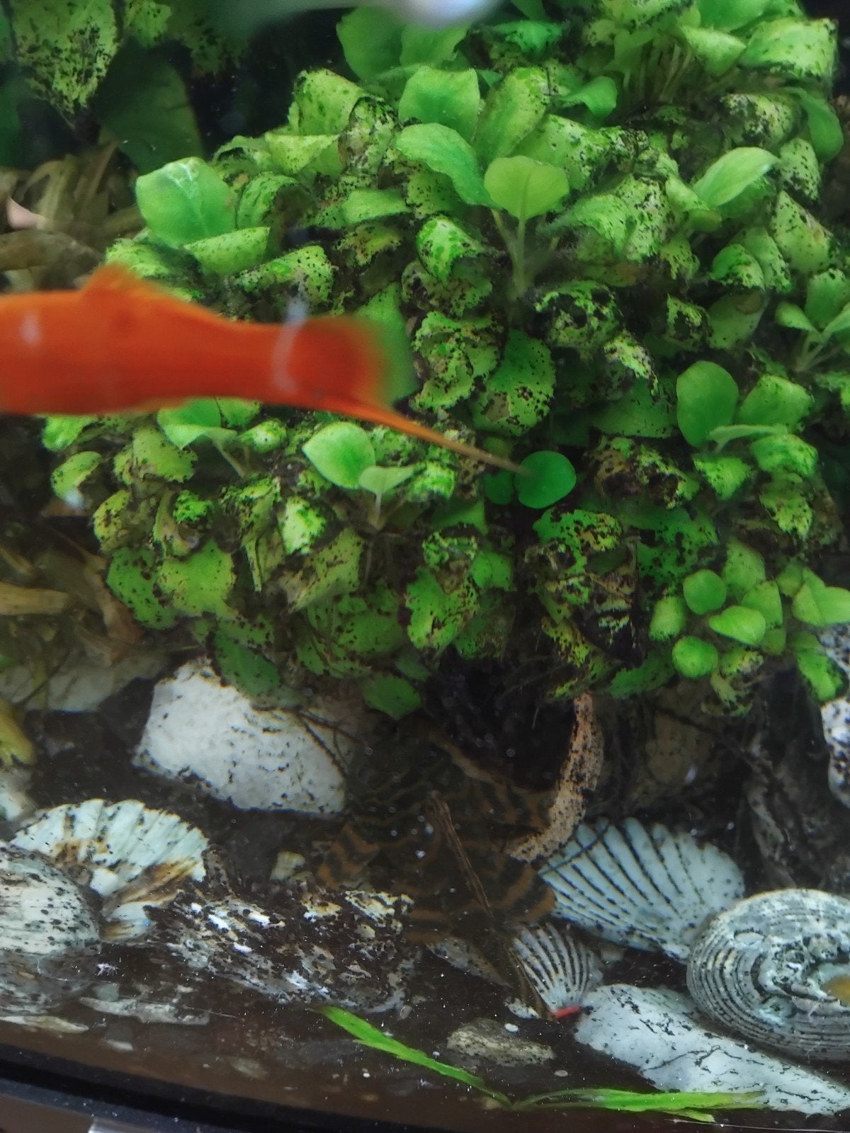 wie heeft er gratis tropische vissen over voor mijn aquarium, Dieren en Toebehoren, Vissen | Aquariumvissen