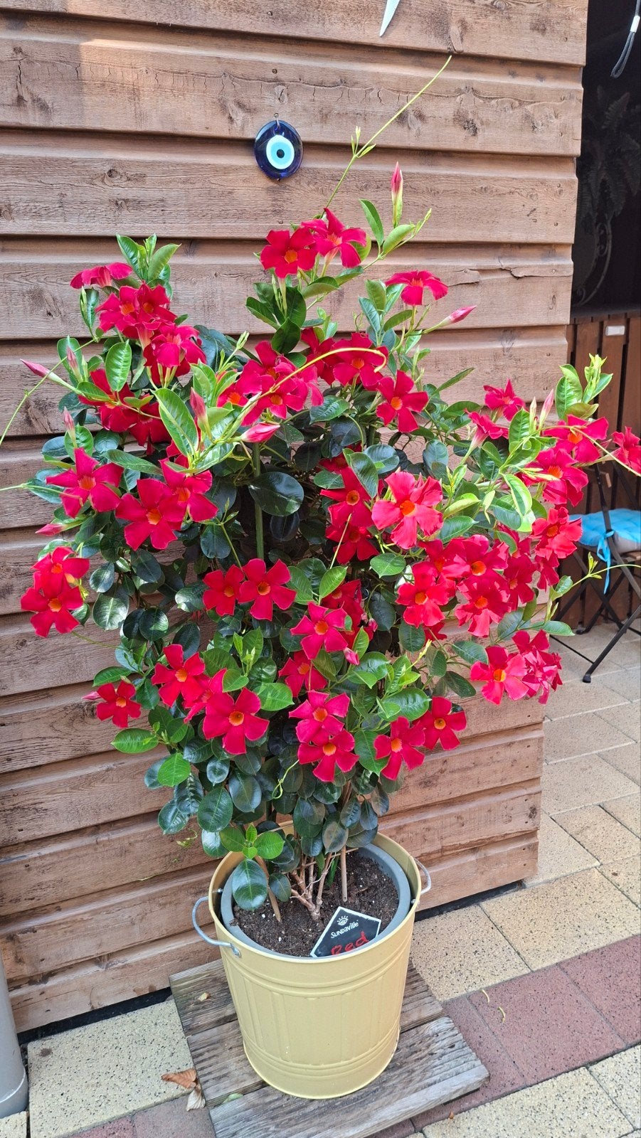 Prachtige Mandevilla Sundaville - Rode Bloemen, Ophalen of Verzenden