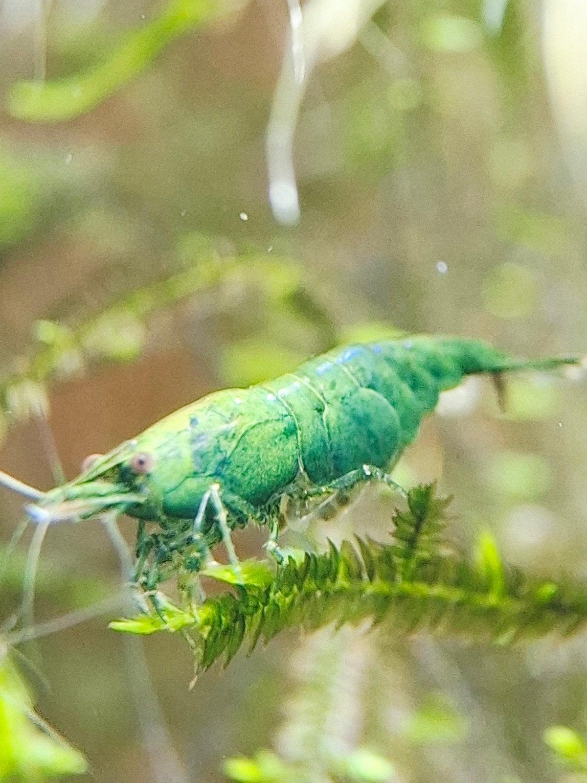 Neocaridina Green Jade garnalen - Unieke groene kleur, Kreeft, Krab of Garnaal, Zoetwatervis