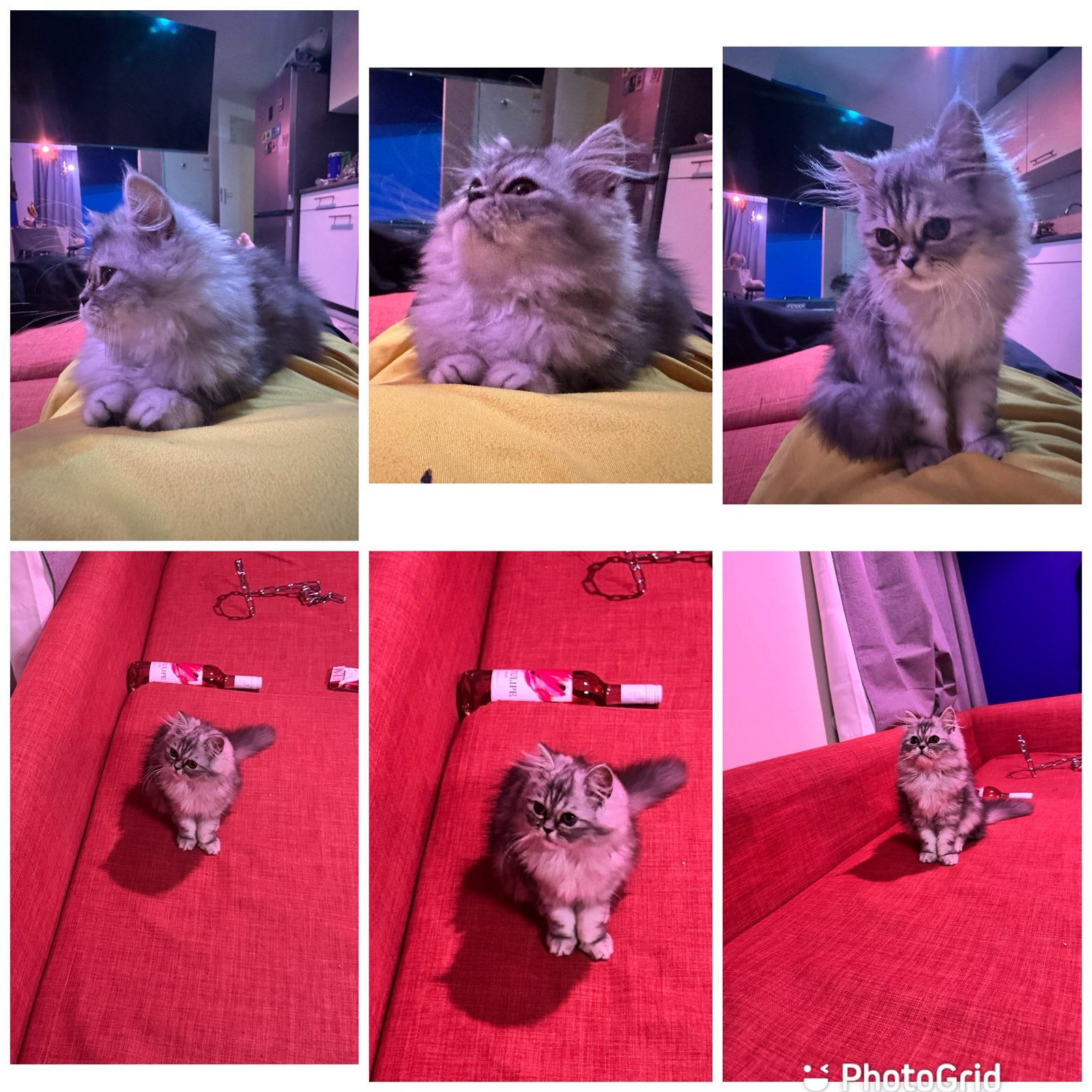 Vier Perzische langhaar kittens, Dieren en Toebehoren, Katten en Kittens | Raskatten | Langhaar, Meerdere dieren, Ontwormd