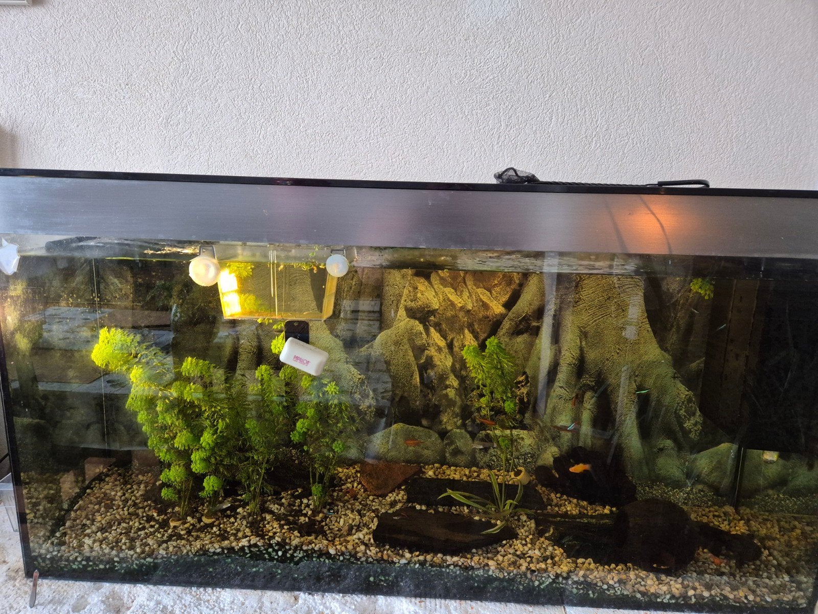 Compleet aquarium, Ophalen, Gevuld zoetwateraquarium