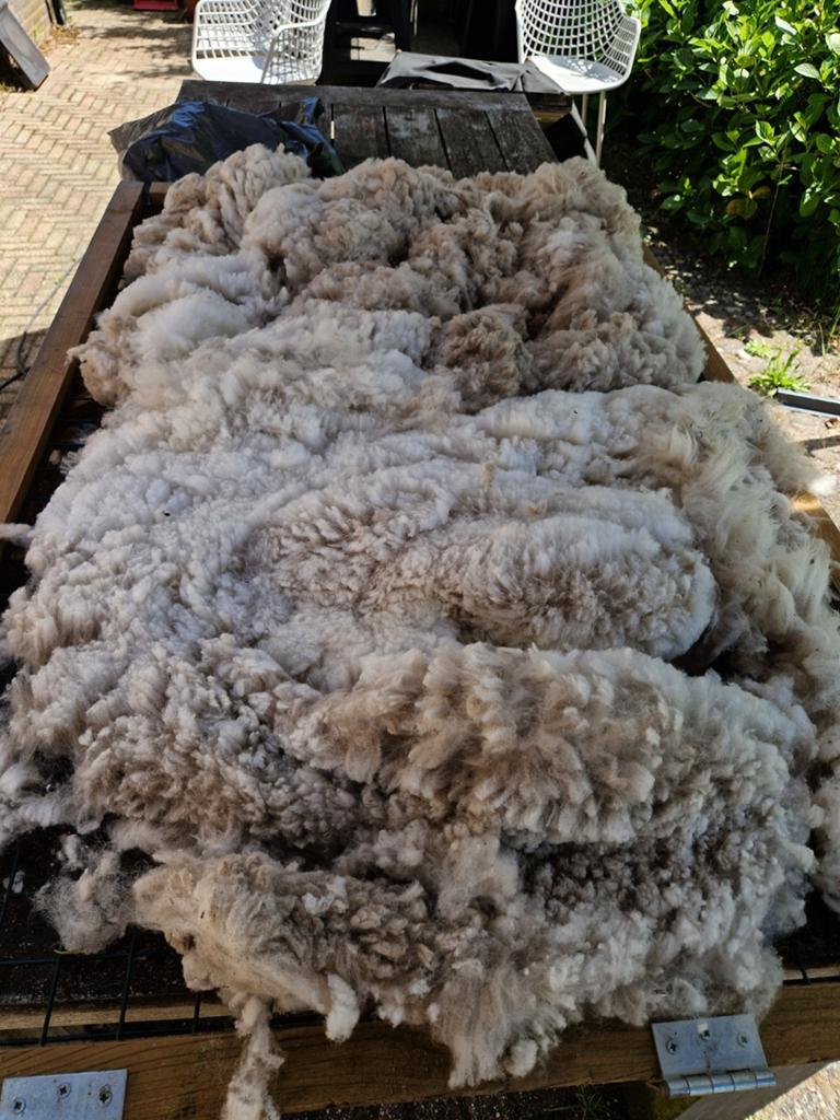 Alpacawol zadel wit, Ophalen of Verzenden, Nieuw, Spinwol