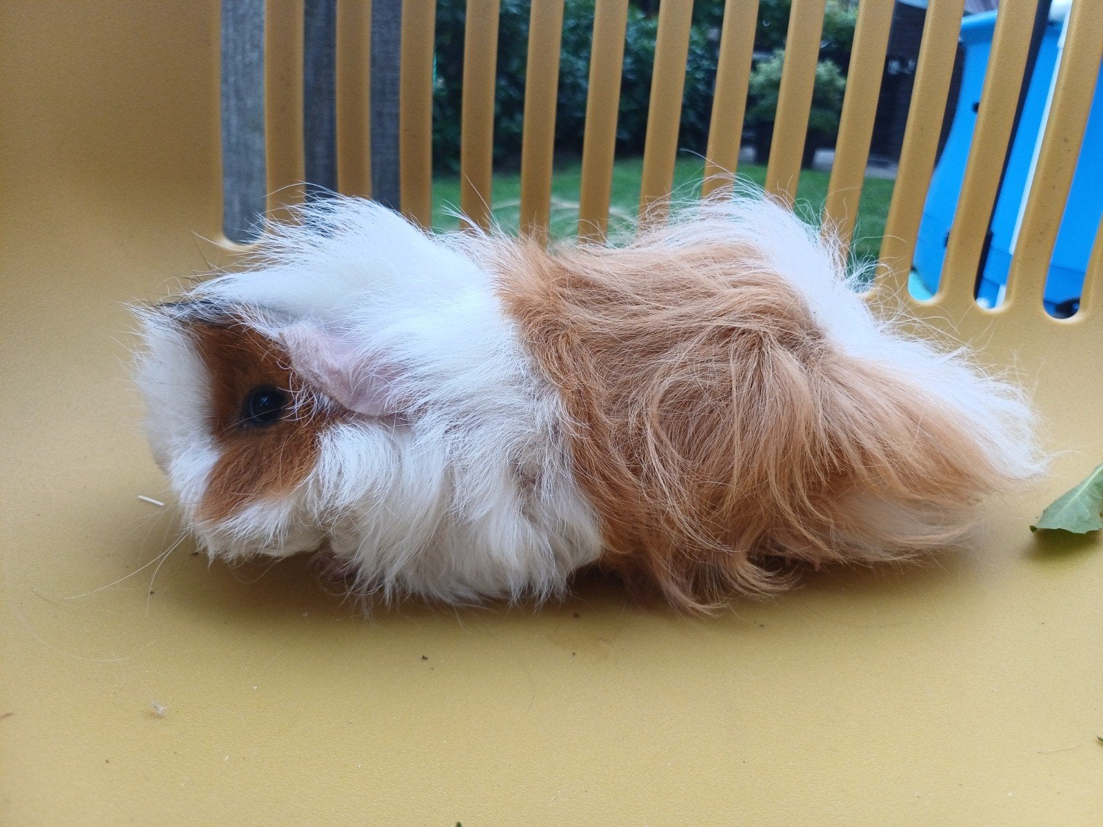 Lief beertje te koop!, Cavia, April, Mannelijk, Tam