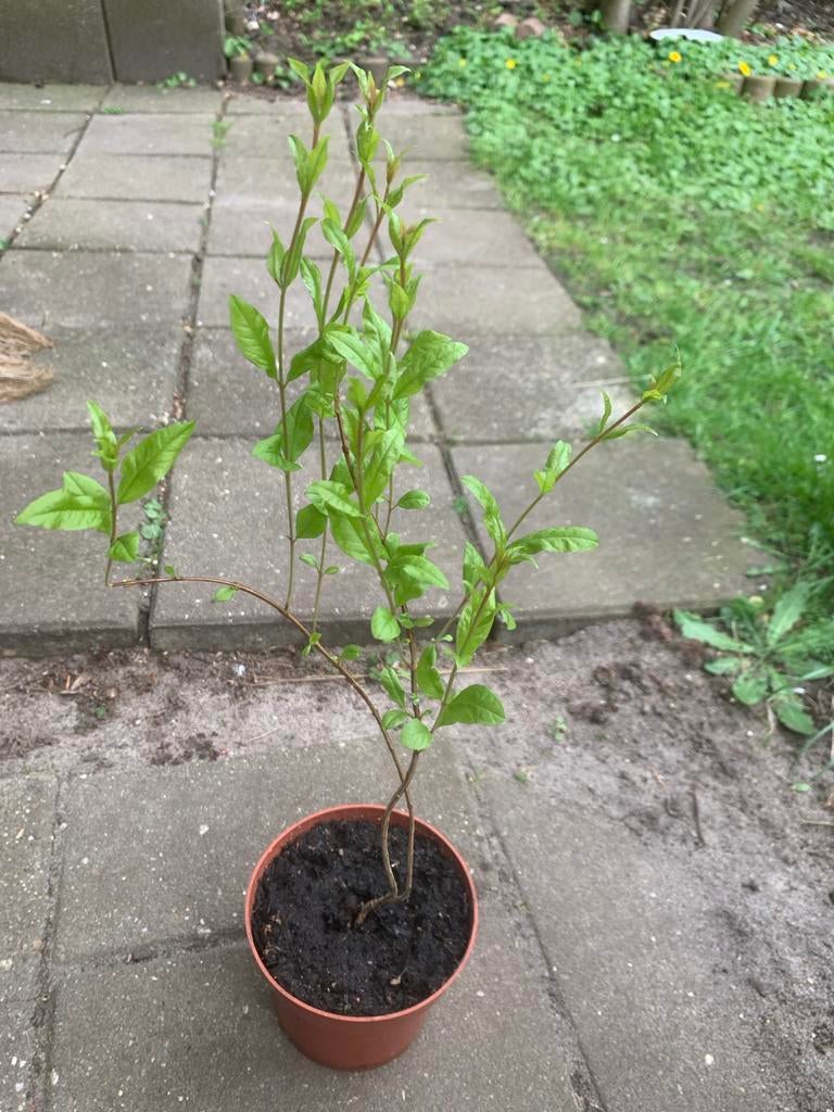 Granaatappel in pot, Ophalen, Volle zon, Vaste plant, Zomer