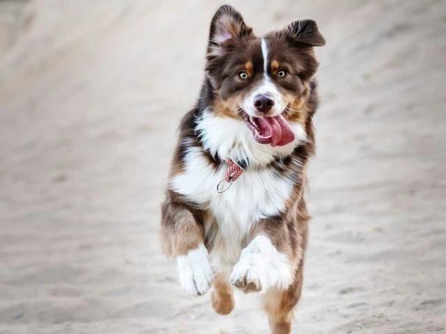 Honden oppassen, Ophalen