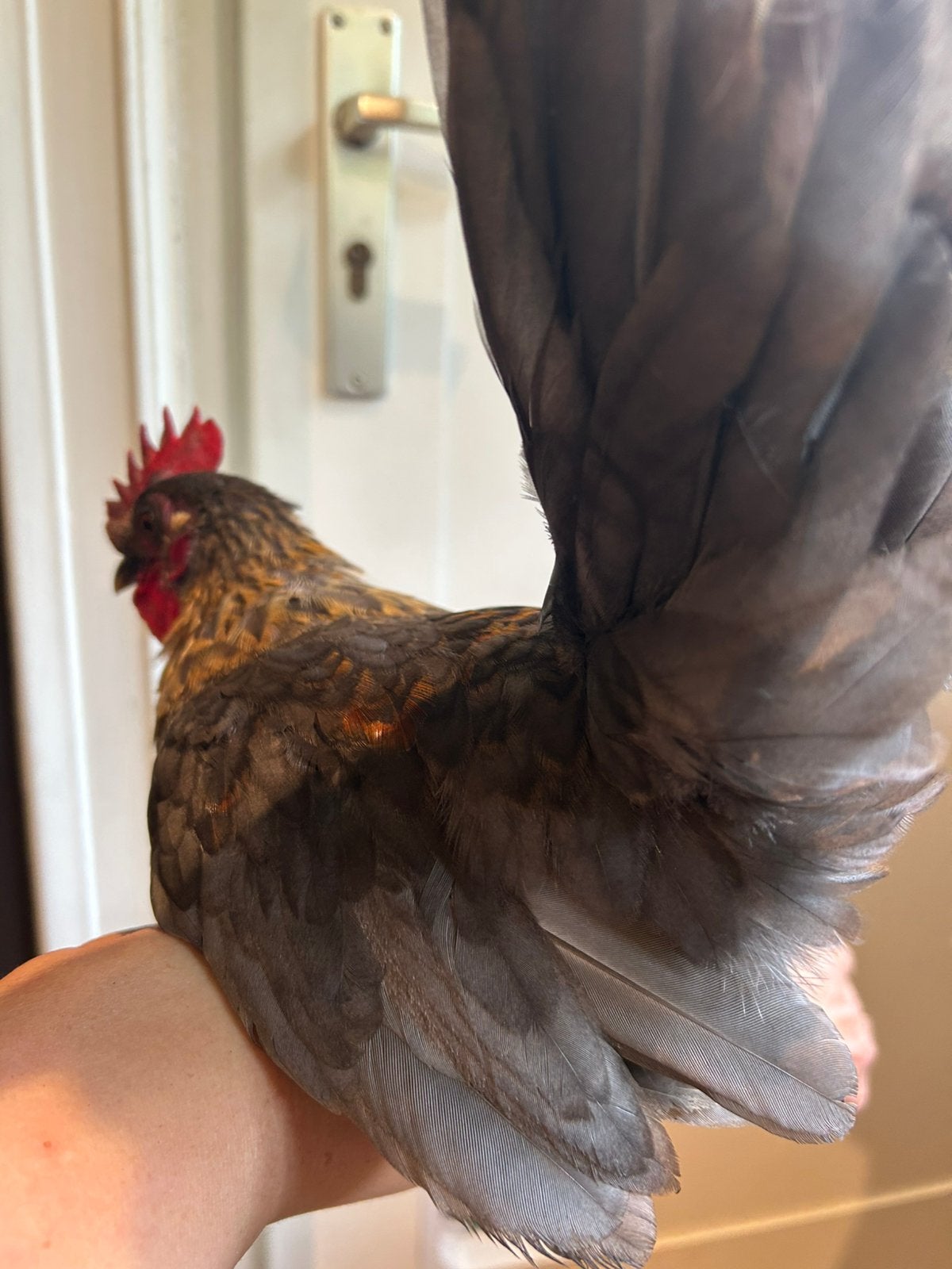 Chabo haan rustig character, Dieren en Toebehoren, Pluimvee, Kip, Mannelijk