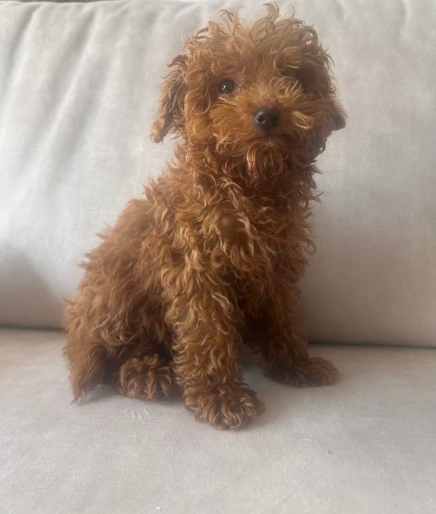 Maltipoo reu, Dieren en Toebehoren, Honden | Chihuahua's en Gezelschapshonden, 15 weken tot 1 jaar, Eén hond, Nederland, Particulier