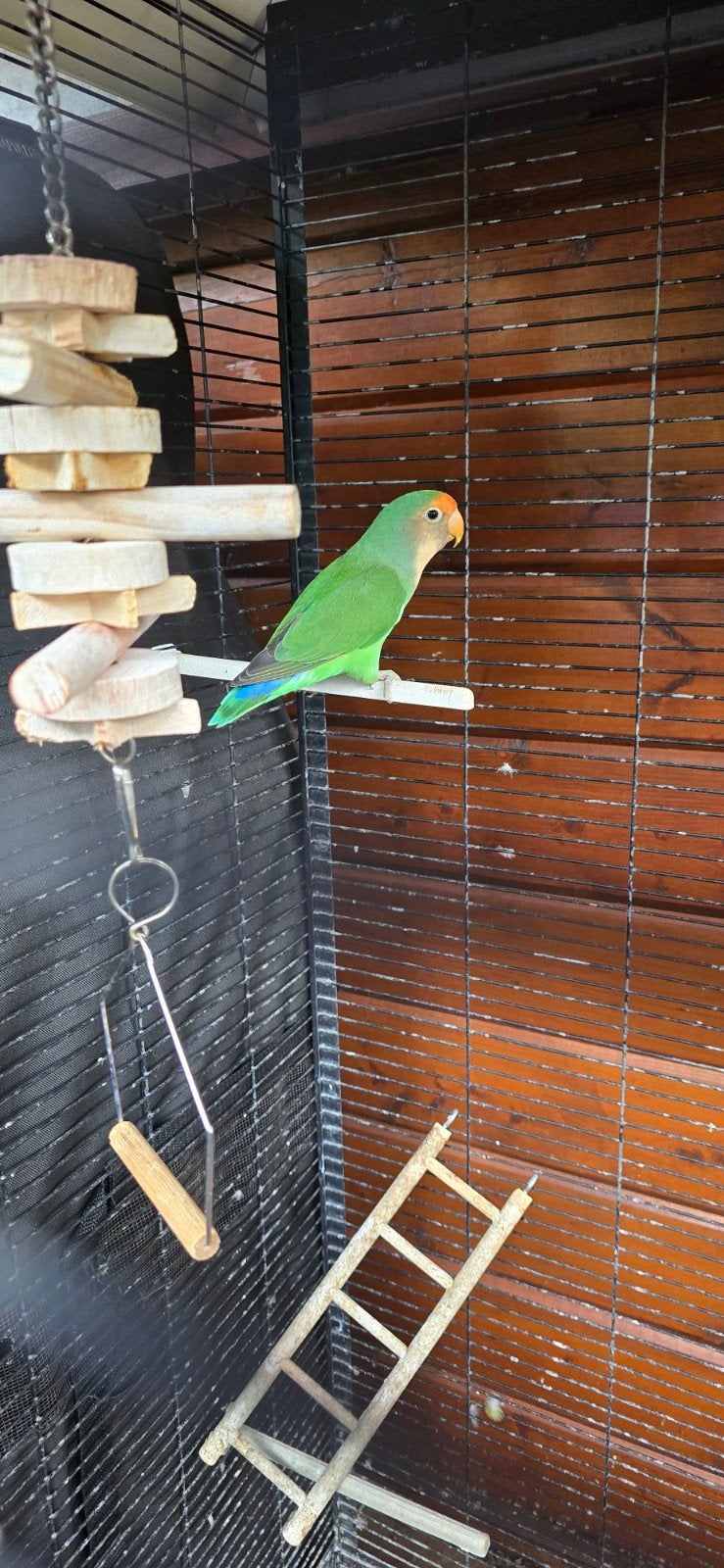 Agapornis op zoek naar nieuw warm thuis, Dieren en Toebehoren, Geslacht onbekend, Dwergpapegaai of Agapornis