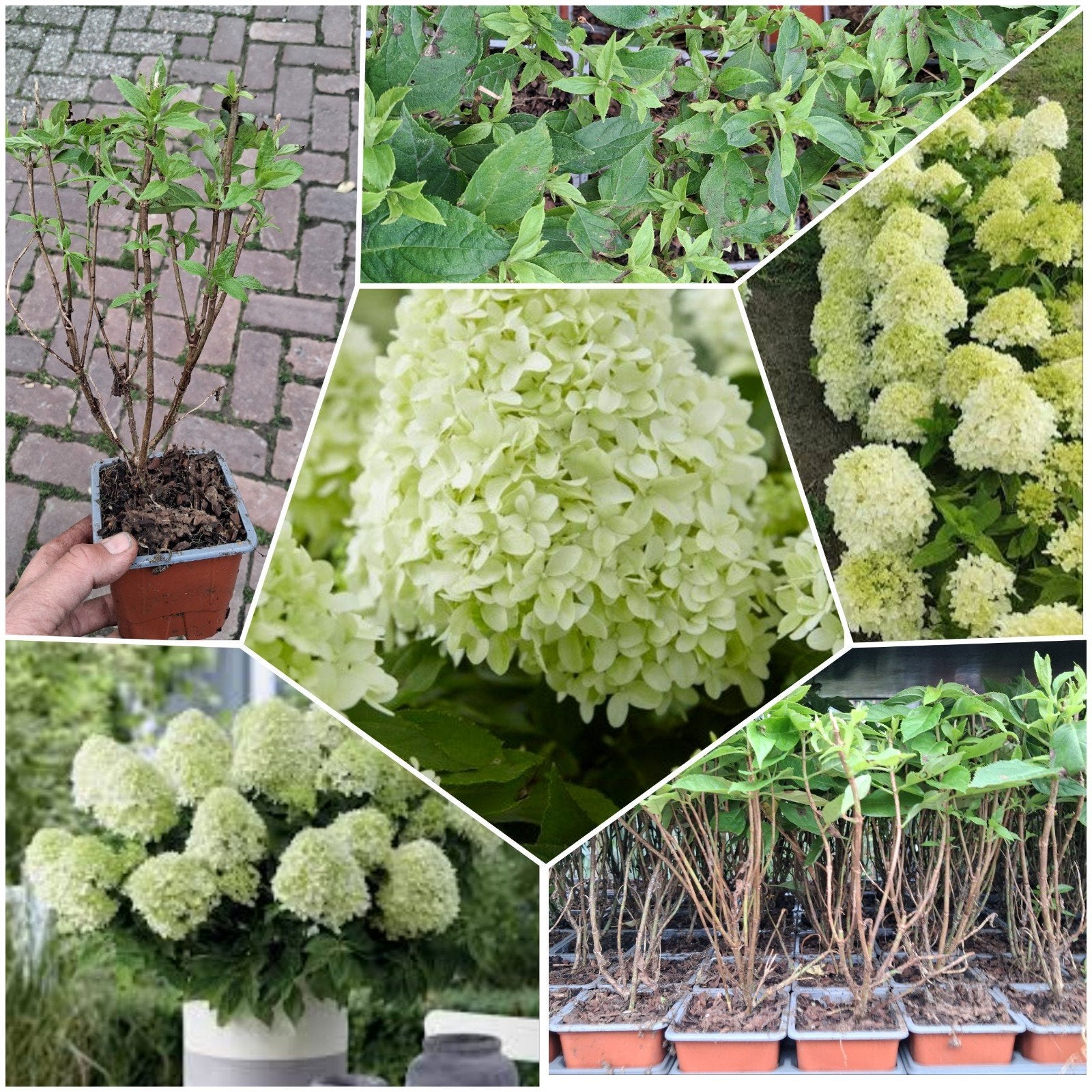 Hortensia Paniculata 'Little Spooky' laagblijvende hortensia, Ophalen of Verzenden, Hortensia, Struik, Minder dan 100 cm