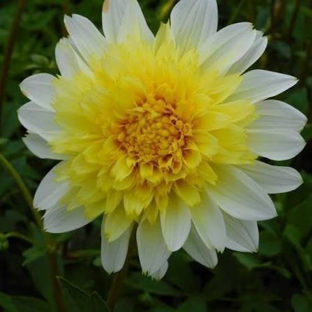 Dahlia, Ophalen of Verzenden, Volle zon, Knol
