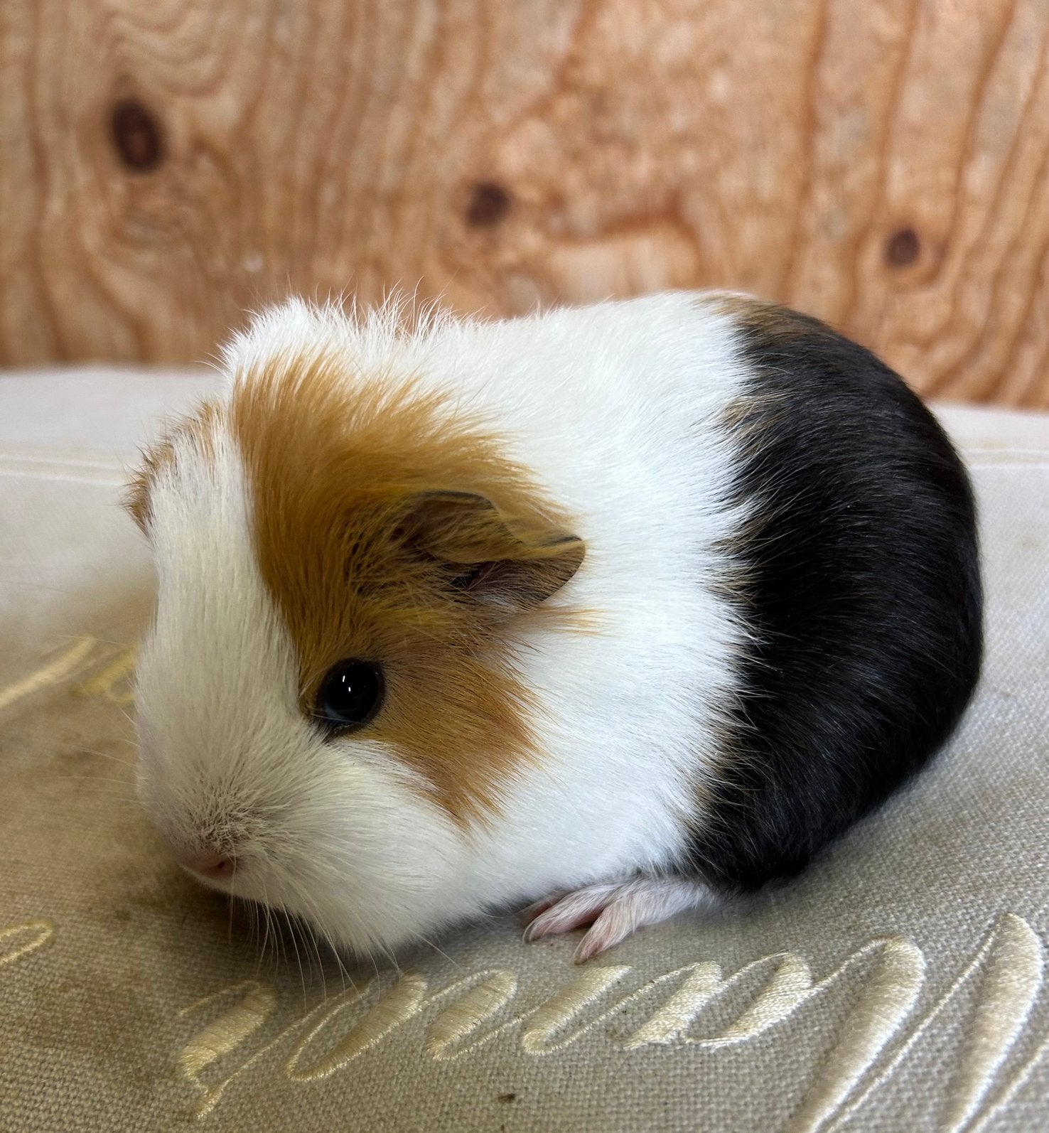 Jong cavia vrouwtje mixje, Augustus, Vrouwelijk, Cavia